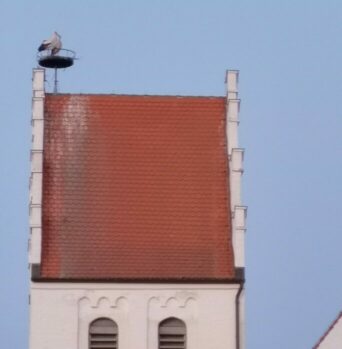 Storch auf dem Kirchturm